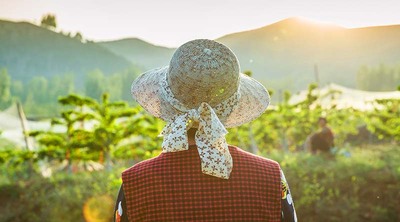 林木折断致人损害,由谁承担侵权责任